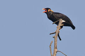 Common Hill Myna