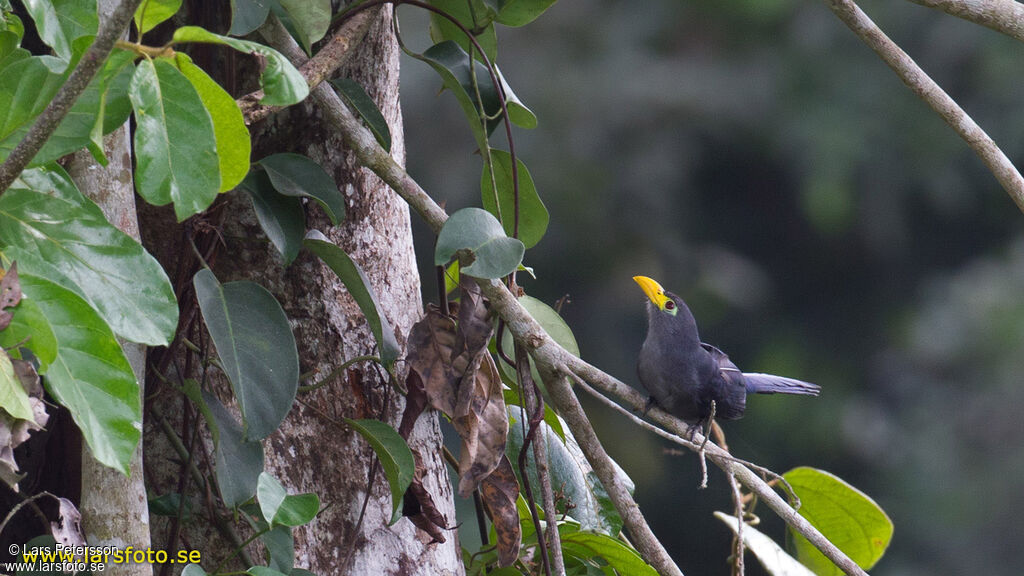 Blue Malkoha