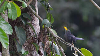 Blue Malkoha