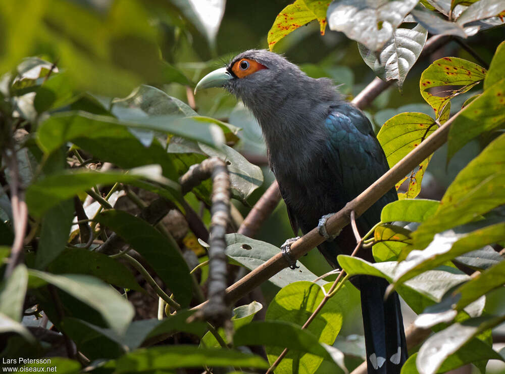 Chestnut-bellied Malkohaadult, aspect