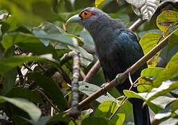 Chestnut-bellied Malkoha