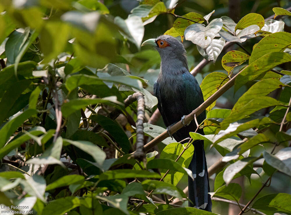 Chestnut-bellied Malkohaadult