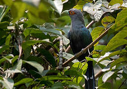 Chestnut-bellied Malkoha