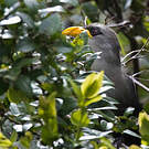 Malcoha austral