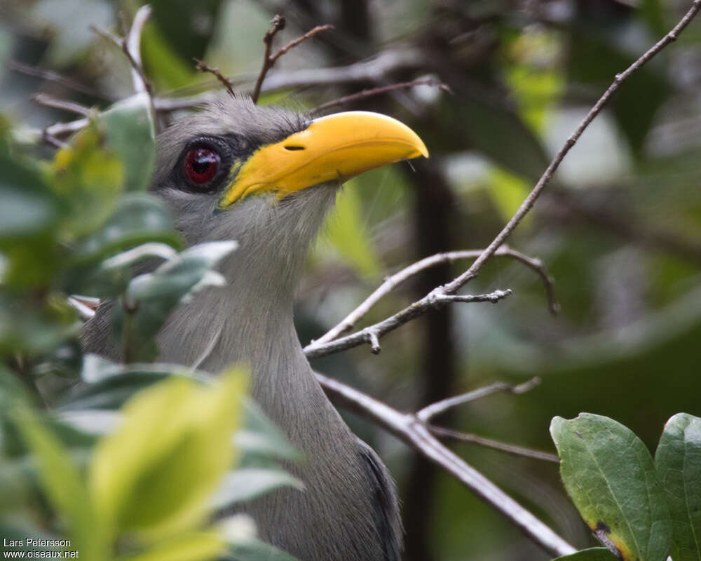 Green Malkoha