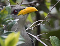 Green Malkoha