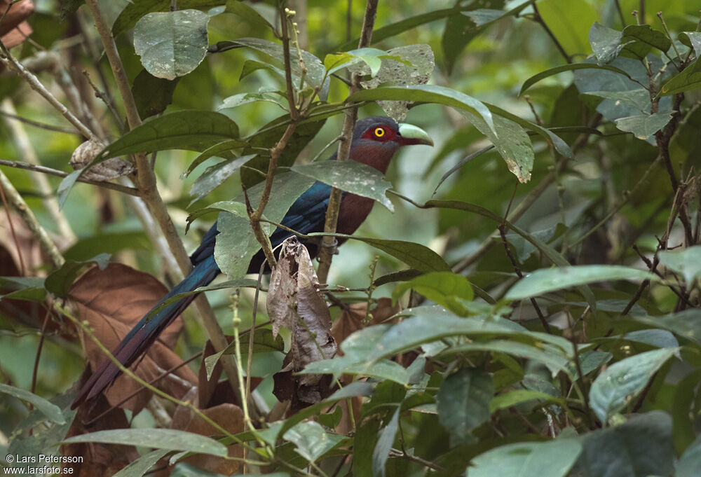 Chestnut-breasted Malkoha