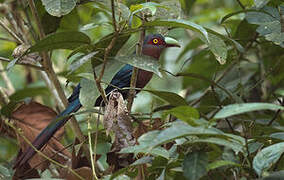 Chestnut-breasted Malkoha