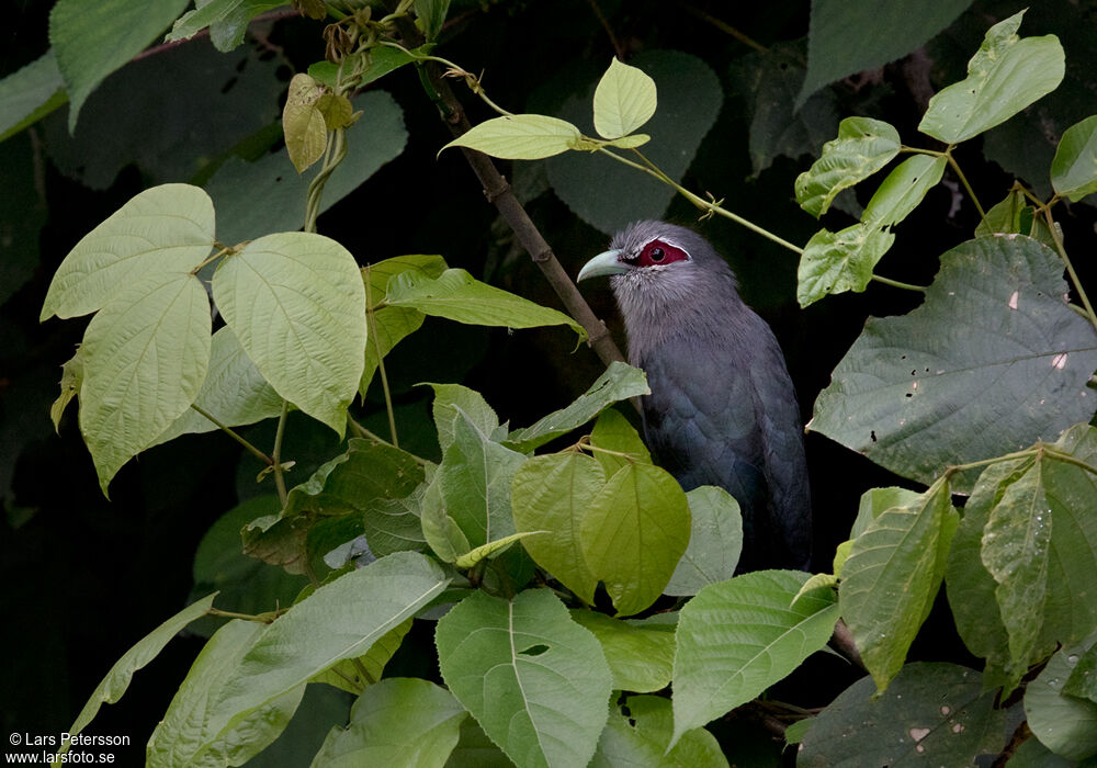 Green-billed Malkoha