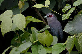 Green-billed Malkoha