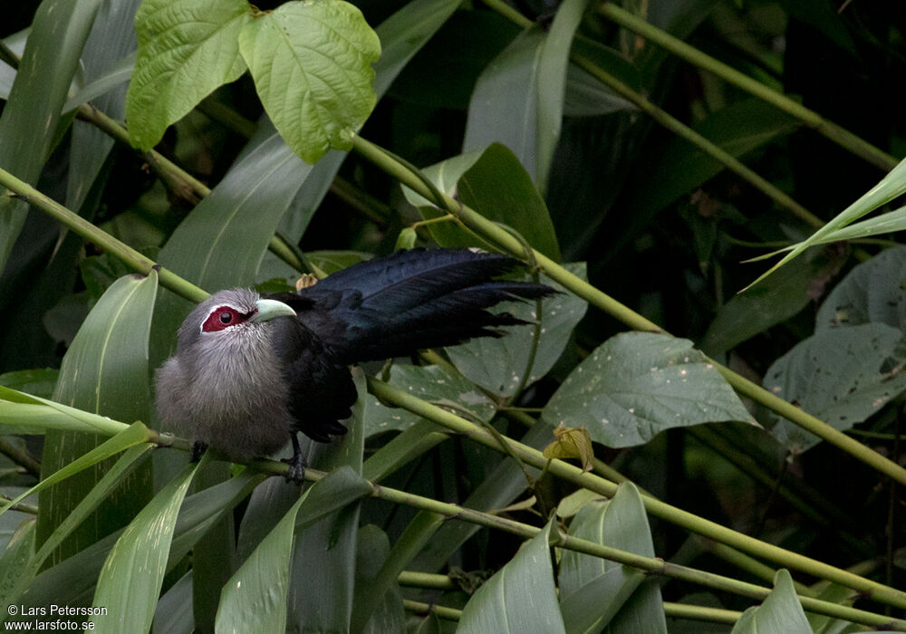 Green-billed Malkoha