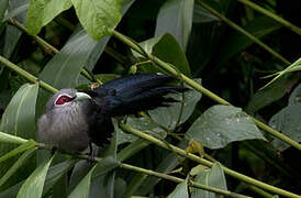 Green-billed Malkoha