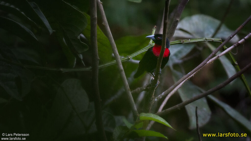 Blue-billed Malimbe