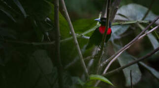 Blue-billed Malimbe