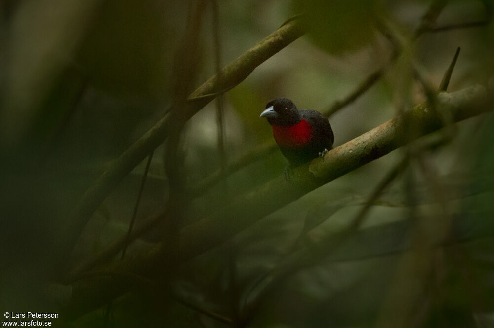 Blue-billed Malimbe