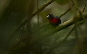 Blue-billed Malimbe