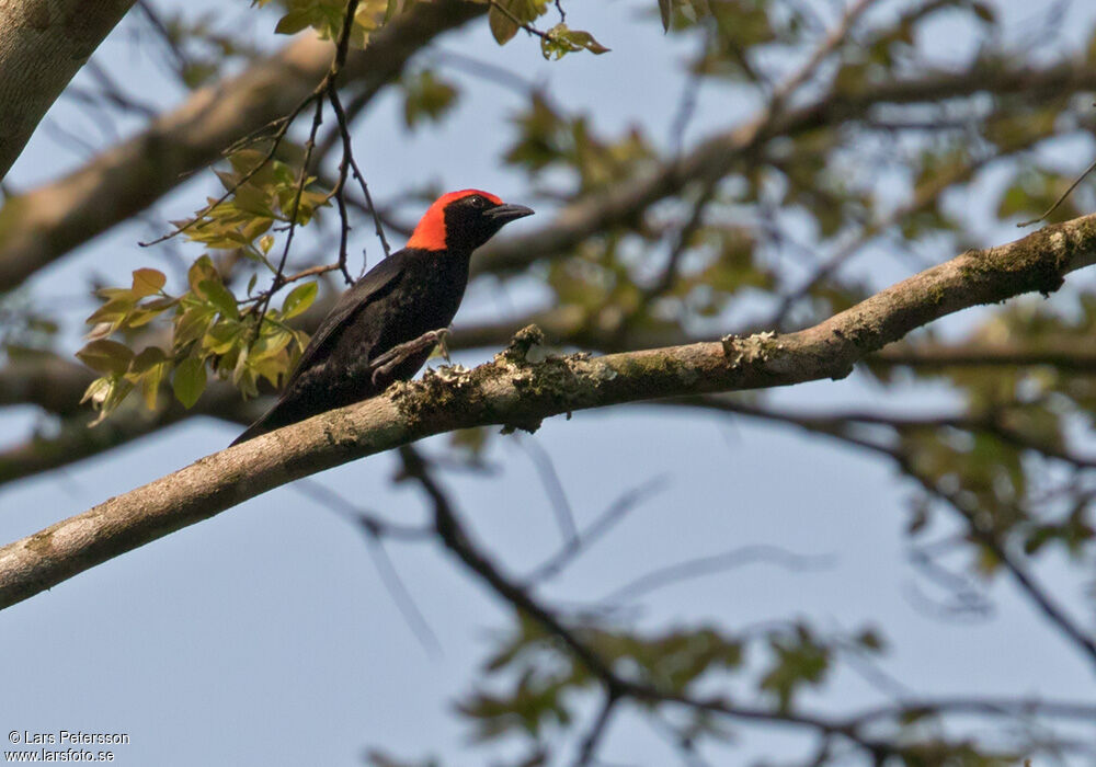 Red-headed Malimbe