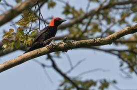 Red-headed Malimbe