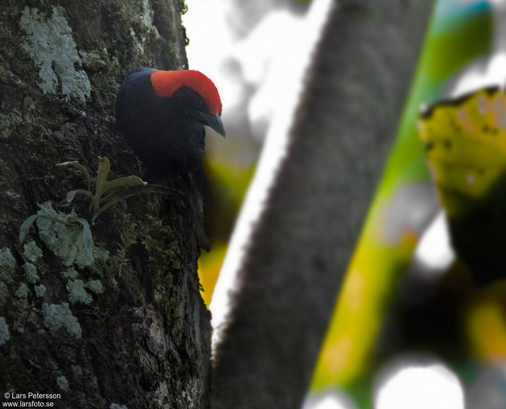 Red-headed Malimbe