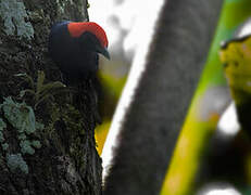 Malimbe à tête rouge