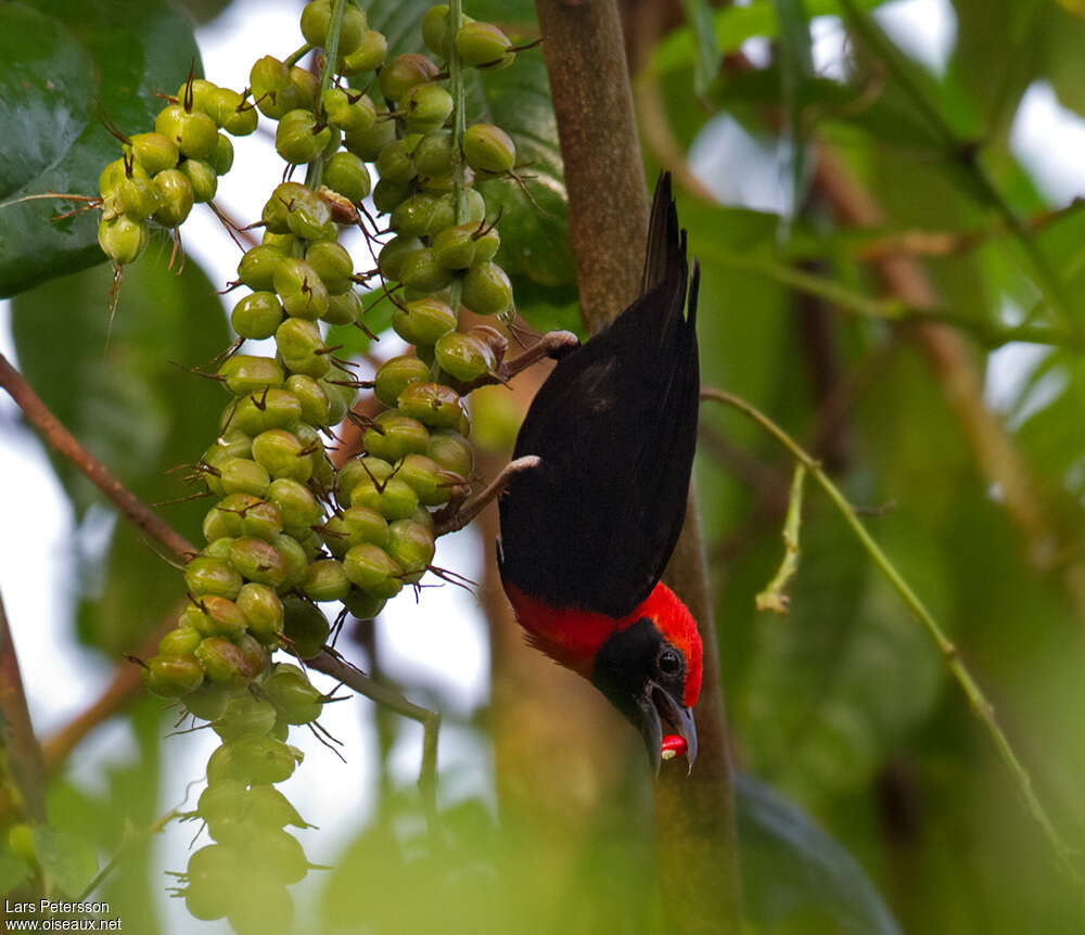 Cassin's Malimbe male adult breeding