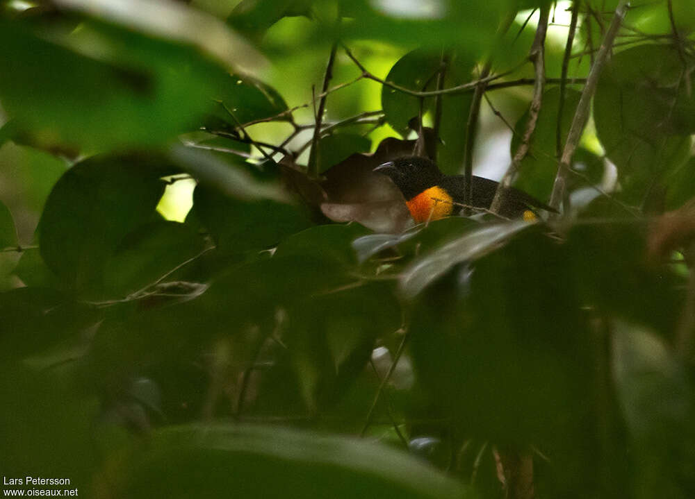 Malimbe de Rachel femelle adulte, identification