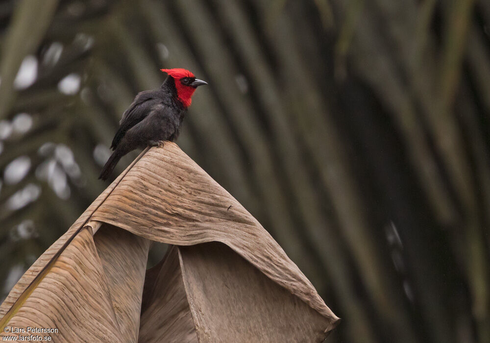 Crested Malimbe