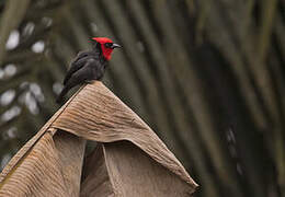 Crested Malimbe