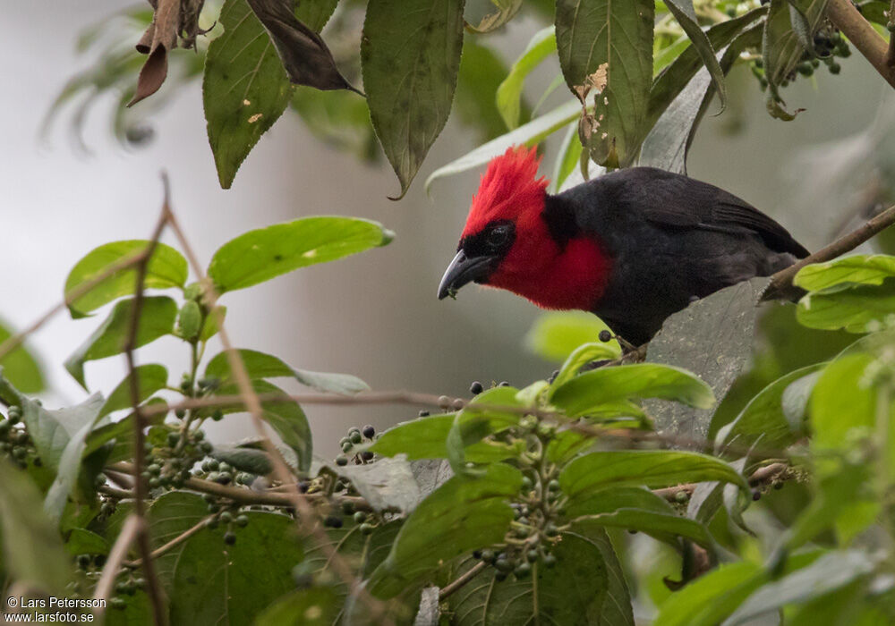 Crested Malimbe