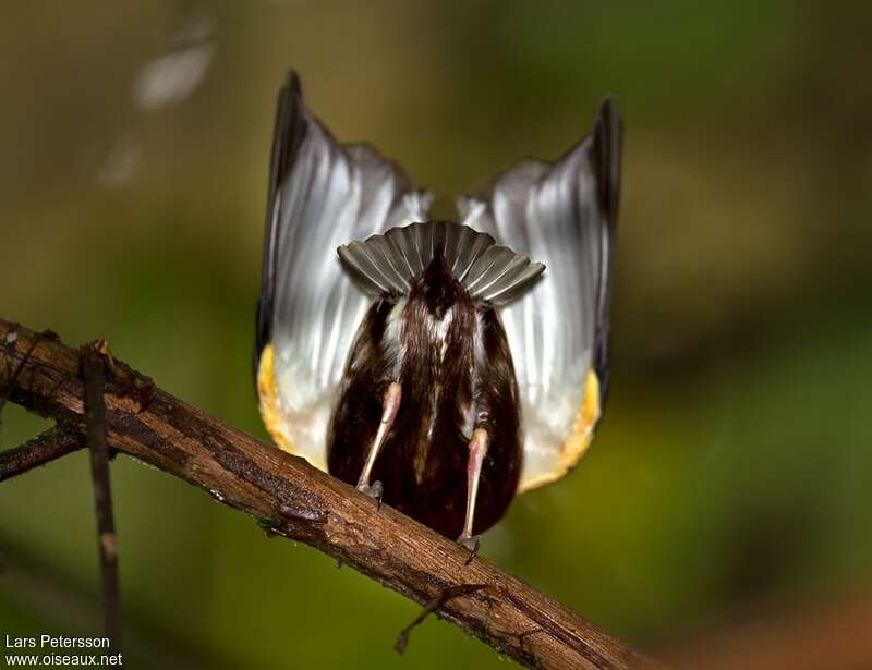 Manakin à ailes blanches mâle adulte, parade