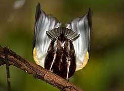 Club-winged Manakin