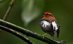 Manakin à ailes blanches