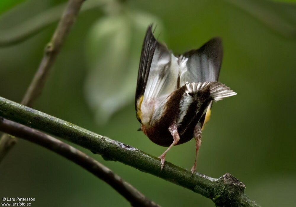 Club-winged Manakin