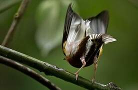 Club-winged Manakin