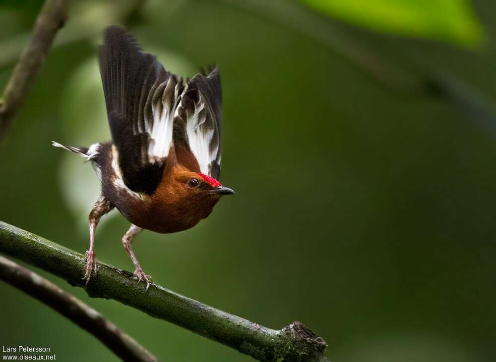 Club-winged Manakin male adult, courting display