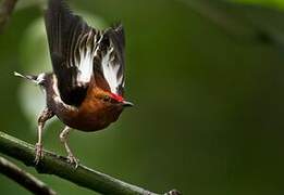 Club-winged Manakin