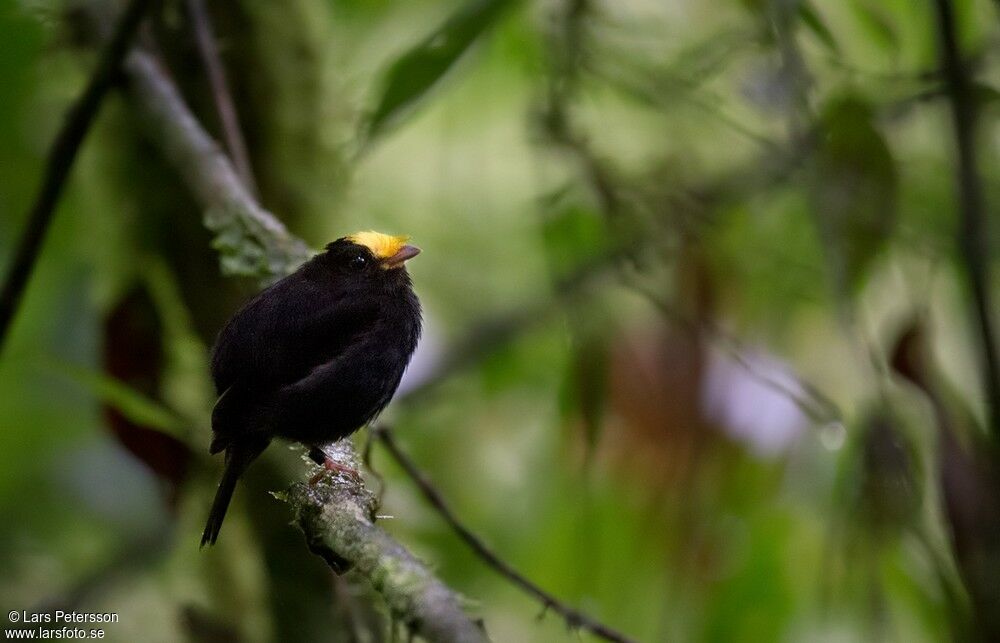 Manakin à ailes d'or