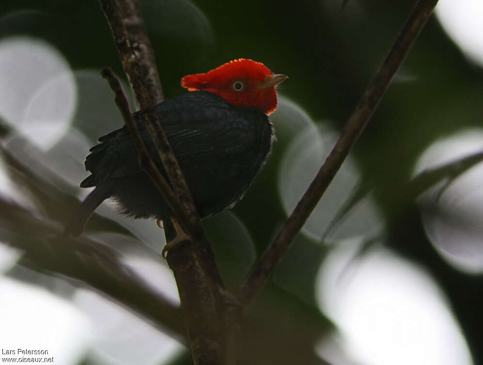 Scarlet-horned Manakin male adult, identification