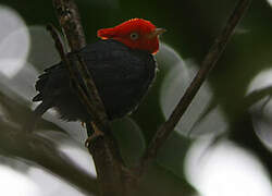 Manakin à cornes rouges