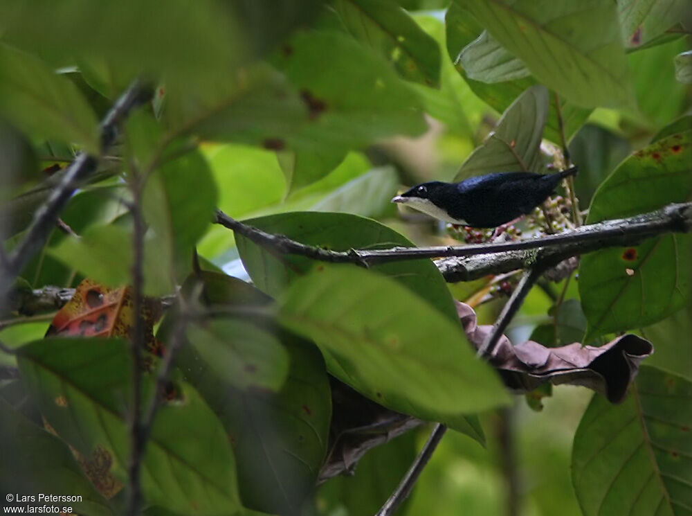 White-throated Manakin