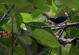 White-throated Manakin