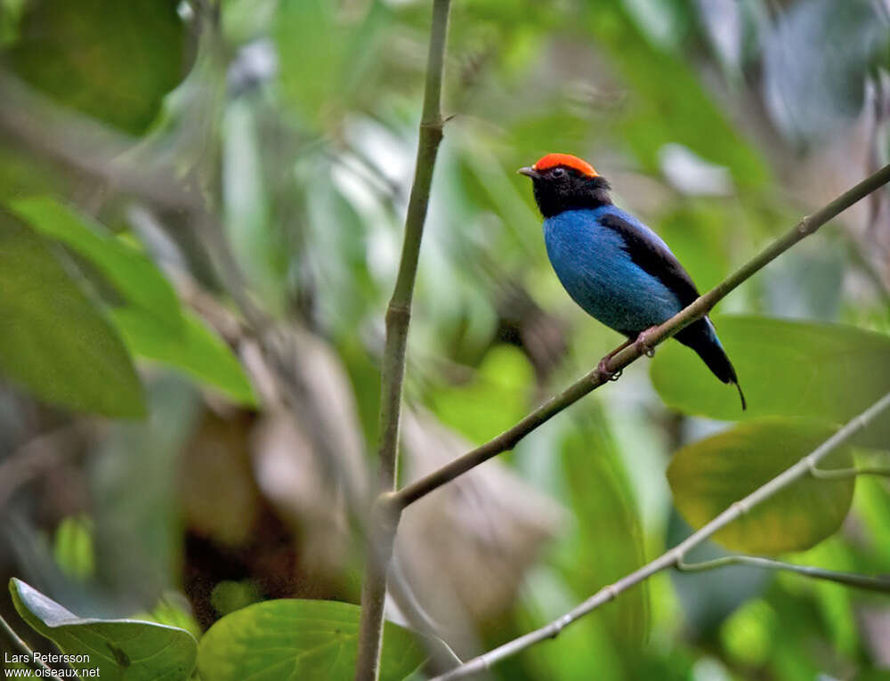 Blue Manakin male adult, identification