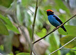 Manakin à longue queue