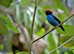 Blue Manakin