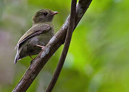 Manakin à longue queue