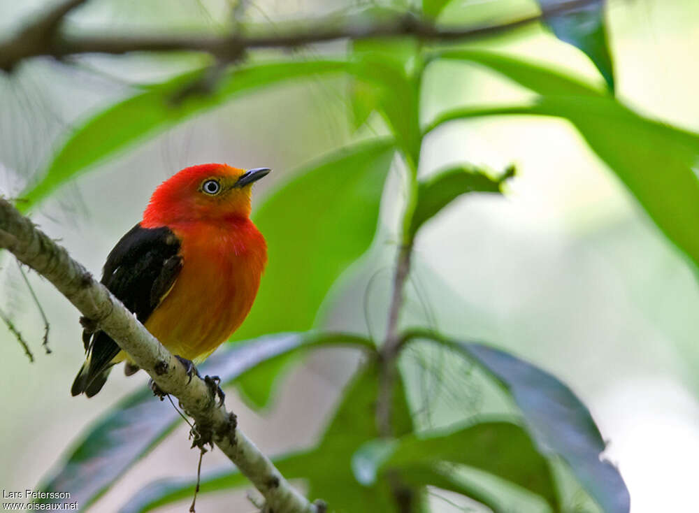 Band-tailed Manakin male adult