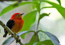 Band-tailed Manakin