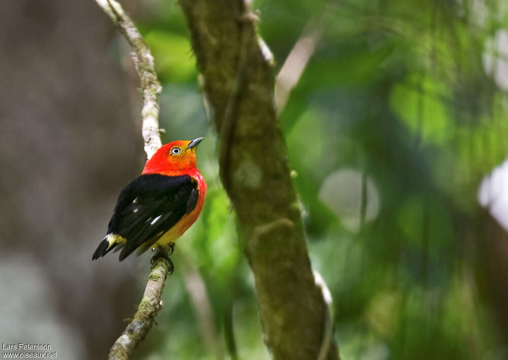 Band-tailed Manakin male, identification