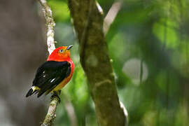 Band-tailed Manakin