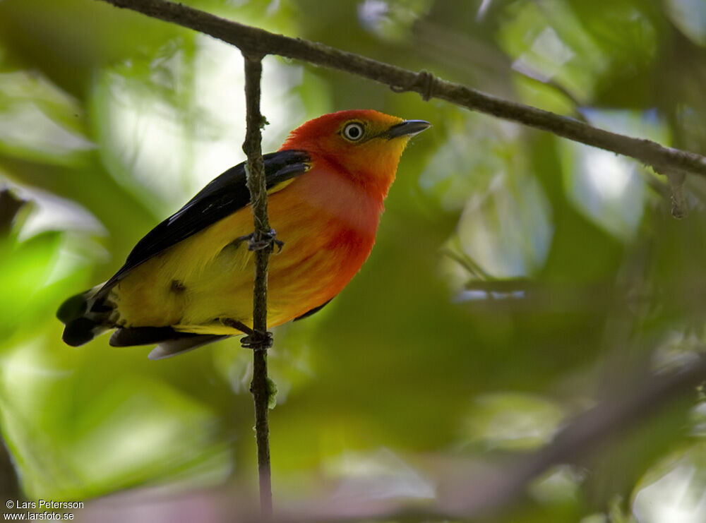 Band-tailed Manakin